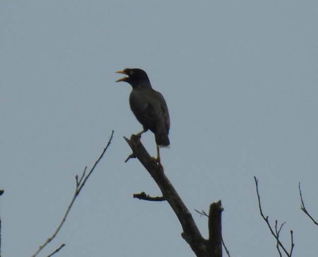 Konservasi Ulin & Avifauna