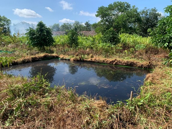 Kolam Lele Bersih