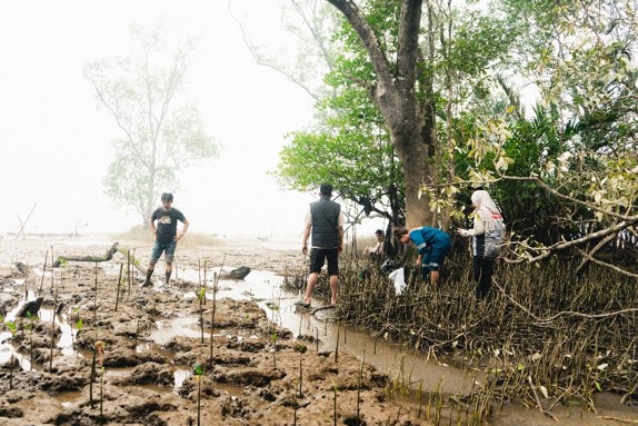 Restorasi Mangrove